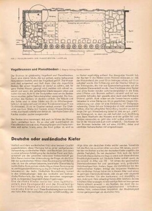 Deutsche oder ausländische Kiefer