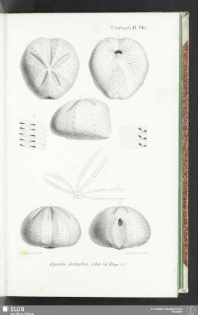 Pl. 861