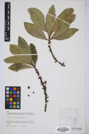 Pleiomeris canariensis (Willd.) A. DC.