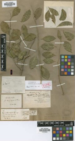 Agonandra excelsa Griseb. [lectotype]