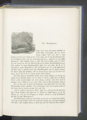Der Buchweizen