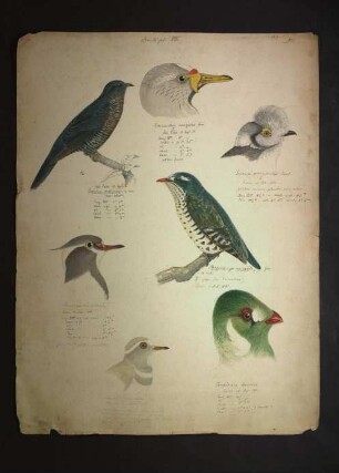 Chrysococcyx auratus, Corythaix leucotis, Cuculus chalybaeus (Heuglin, 1861), Ornithologie pl. VII., Prionops plumatus poliocephalus (Stanley, 1814), Vanellus senegallus (Linnaeus, 1766)