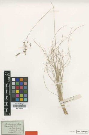 Poa sieberiana Spreng. [isotype]