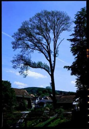 Michelstadt: Frühlingsbaum am Stadtgraben