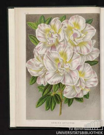 Pl. III. Azalea Antigone.