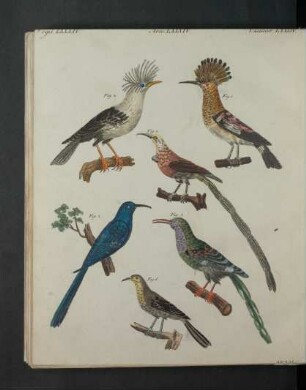 Tafel: Vögel LXXXIV. [...]