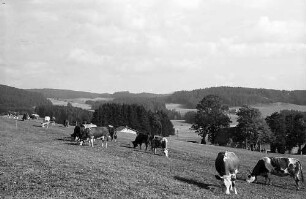 Kühe auf einer Weide in Breitnau