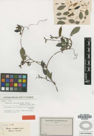 Dioclea rudolphioides Griseb. [holotype]