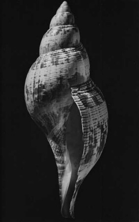 Fasciolaria tulipa L., Antillen, West-Indien