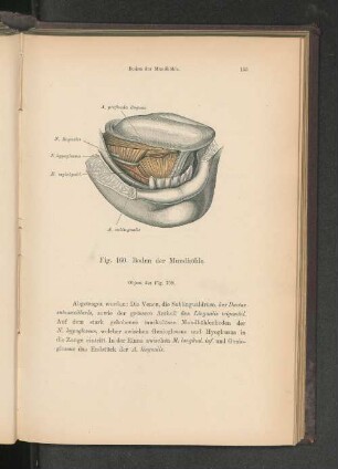 Fig. 160. Boden der Mundhöhle.