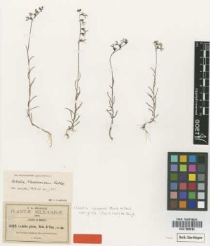 Lobelia picta B.L.Rob. & Seaton [type]