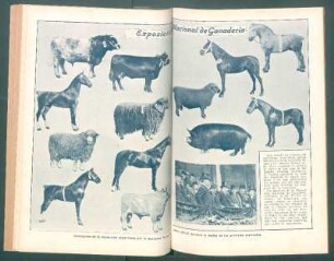 Exposición Nacional de Ganadería - [Ilustración]