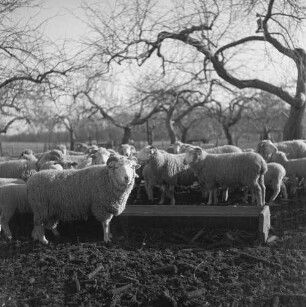 State New York, Schafzuchtfarm