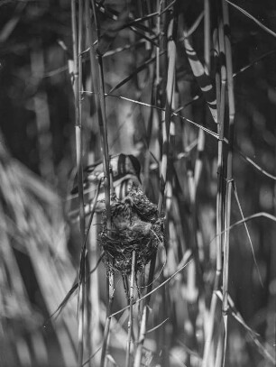 Kuckuck : Kuckuck (Cuculus canorus Linnaeus) im Nest des Teichrohrsängers (Acrocephalus scirpaceus Hermann).