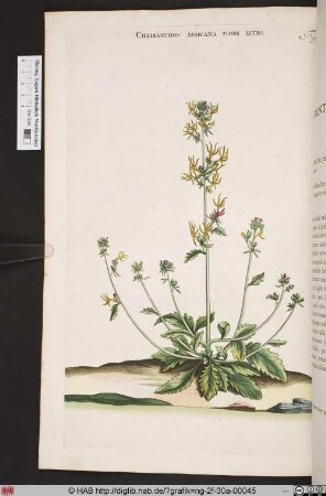 CHEIRANTHOS AFRICANA FLORE LUTEO.