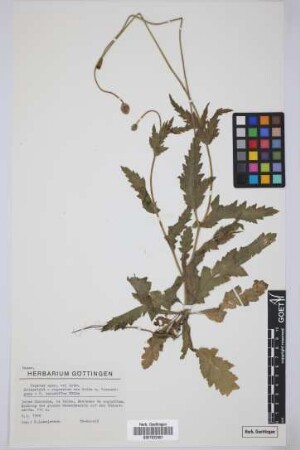 Papaver spec. vel hybr.