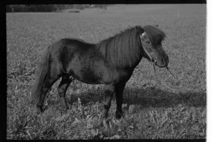 Glotterbad: Shetland Pony, Tochter Wiards