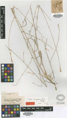 Silene dianthoides Pers.