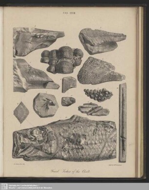 Tab. XXXII. Fossil Fishes of the Chalk