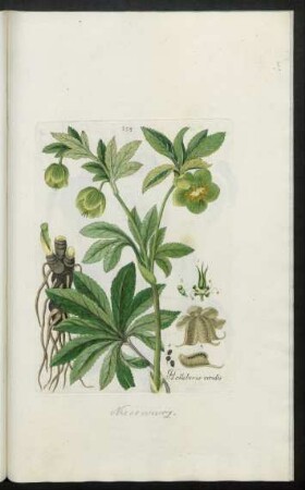 558. Helleborus viridis
