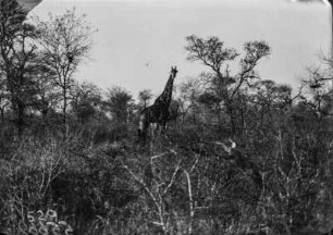 Giraffe : Eine Giraffe in Savannenvegetation im Krüger-Nationalpark.