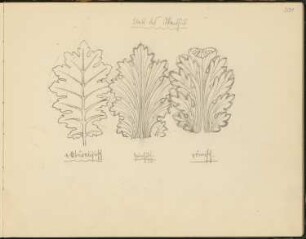 Skizzenbuch 2: Ornamentstudien, Blatt des Akanthus, naturalistisch, griechisch und römisch