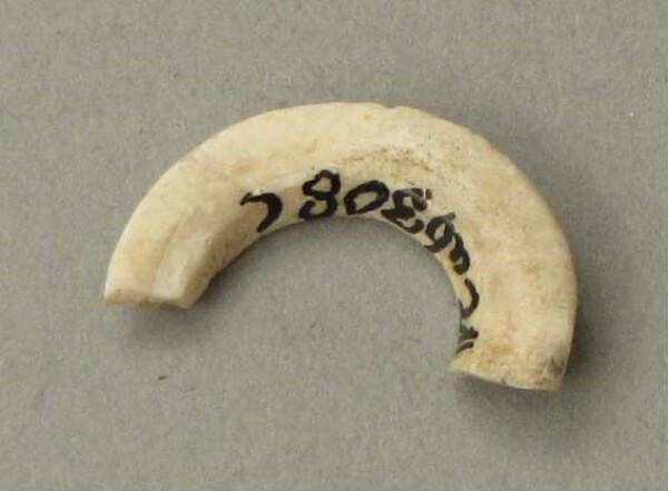 Fragment of a finger ring