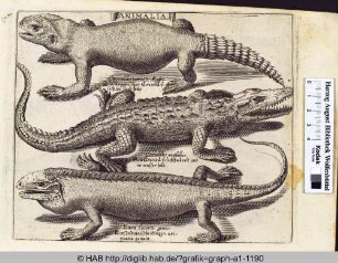 Animalia: Krokodil und Echsen