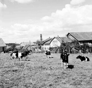 Landwirtschaft: Weide mit Kuhherde: dahinter Bauerngehöfte