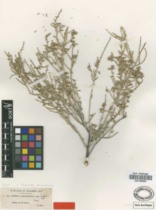 Passerina microphylla Coss. & Durieu [type]