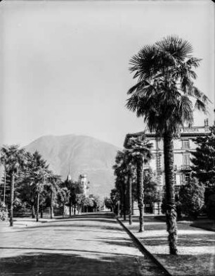 Allee : Palmen gesäumte Allee durch Locarno