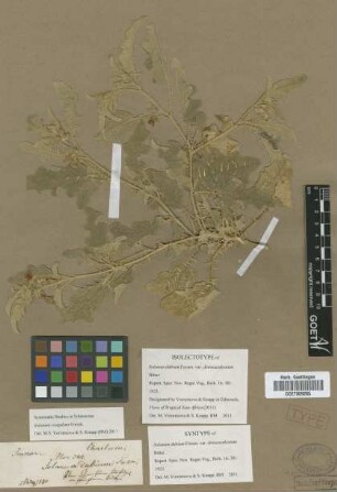Solanum dubium Fresen. var. Bitter denseaculeatum[isolectotype]