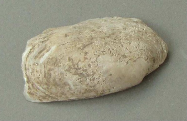 Muschelschale