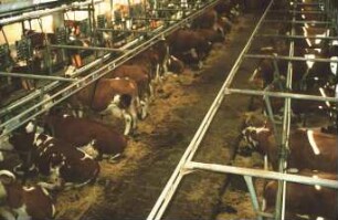 Fotografie: Stallsystem, Milchviehhaltung, Anbindestall, Einstreu, Melktechnik