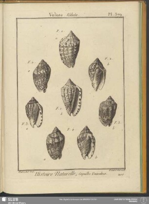 Pl. 379. Volute. Voluta