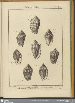 Pl. 379. Volute. Voluta