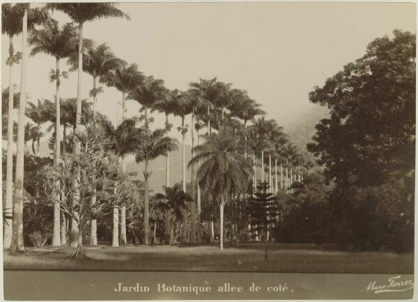 Jardin Botanique allee de coté