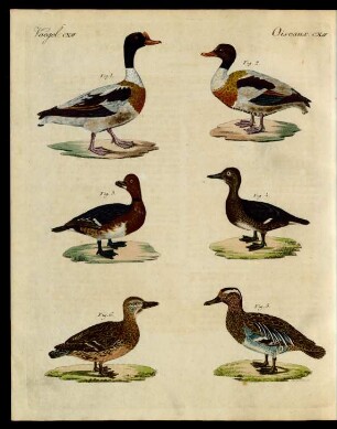 Schöne Enten.