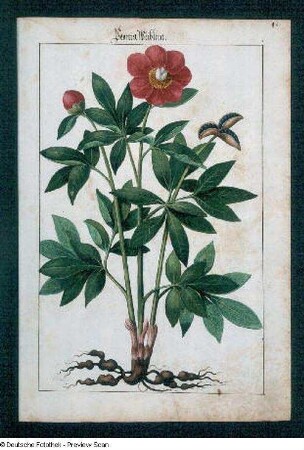 Peonia. Weiblein, Seite 82