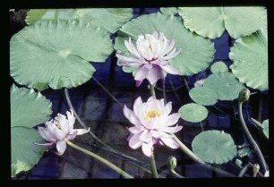 Botan. Garten 23.8.64.