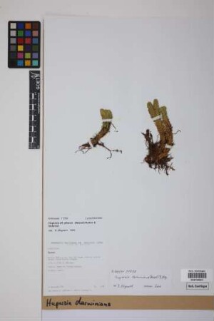 Phlegmariurus darwinianus (Herter ex Nessel) B. &Oslash;llg.