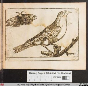 [Vogel mit Falter.]