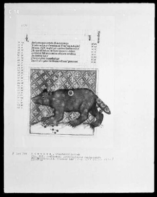 Avenares, Astrologische Handschrift — Der kleine Bär, Folio 34verso