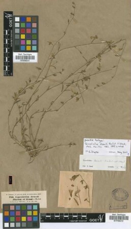 Convolvulus deserti Hochst. & Steud. [isotype]