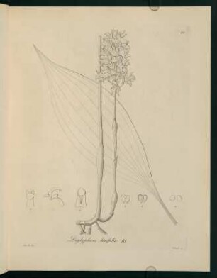 80r-80v, Diglyphosa latifolia Bl.
