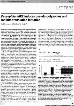 Drosophila miR2 induces pseudo-polysomes and inhibits translation initiation
