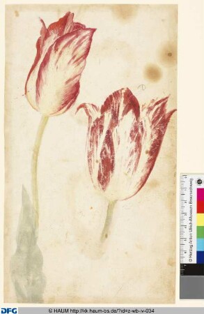 Studie von Tulpenblüten