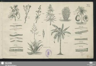 Taf. 2. Fig. 16-28