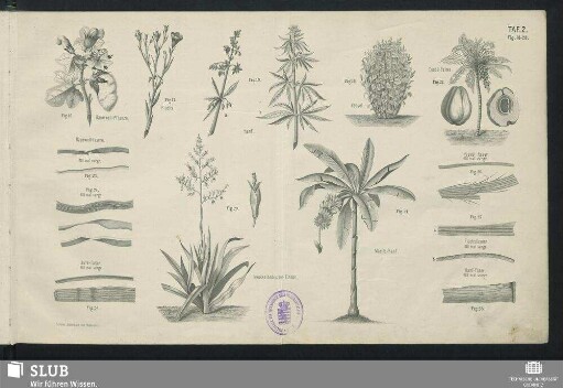 Taf. 2. Fig. 16-28