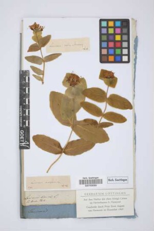 Lonicera dioica L.